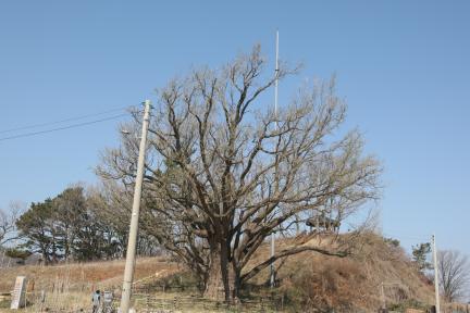 강화 볼음도 은행나무(2021년)