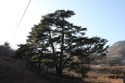 문경 화산리 반송(2024년)