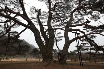 상주 상현리 반송(2024년)