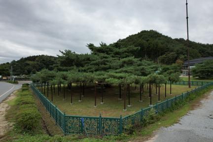 예천 천향리 석송령(2023년)