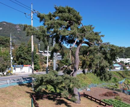 청도 동산리 처진소나무(2023)