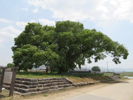 김제 종덕리 왕버들(2020년)