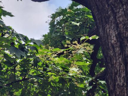 청주 공북리 음나무(2025년)