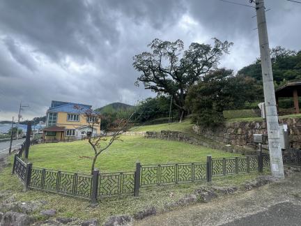 김해 천곡리 이팝나무(2024년)