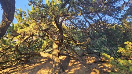 청송 장전리 향나무(2023년)