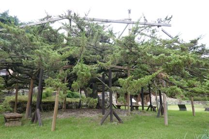 안동 주하리 뚝향나무(2023년)