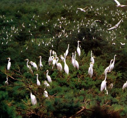 춘천만천리백로및왜가리번식지 대표 이미지