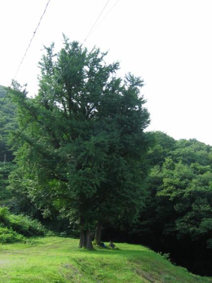 구암사의 은행나무 대표 이미지