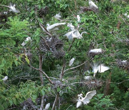 금남 백로 서식지 대표 이미지
