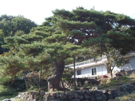 산청 청송사 소나무